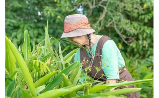 満月月桃発酵茶　50g×2個セット