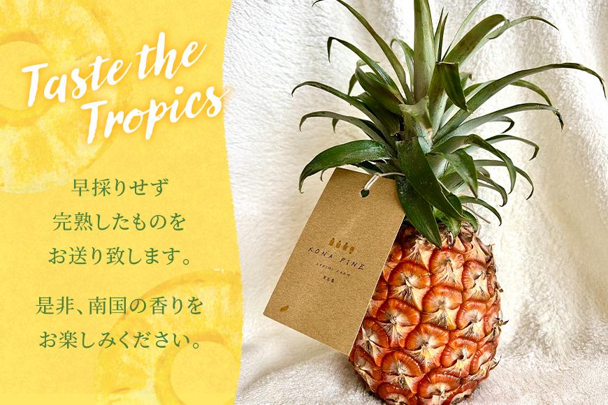 《先行予約2026年発送》宮古島産ピーチパイン２～３玉（２kg相当）【KONAパイン】｜無農薬 ピーチパイン フルーツ パイナップル パインアップル 果物 人気 おすすめ 宮古島 沖縄 送料無料(HL001)