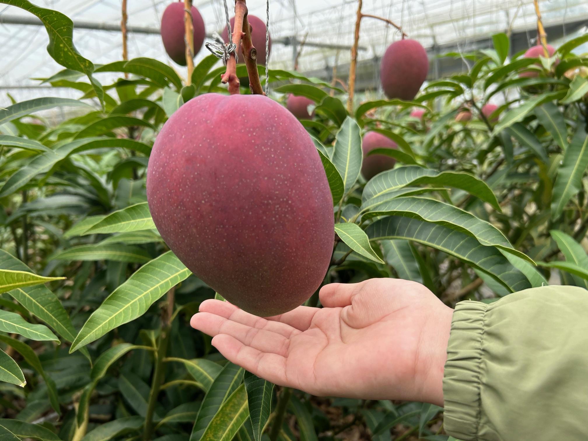 【家庭用】宮古島産マンゴー2kg ＜リトルグローブ＞（LT004）