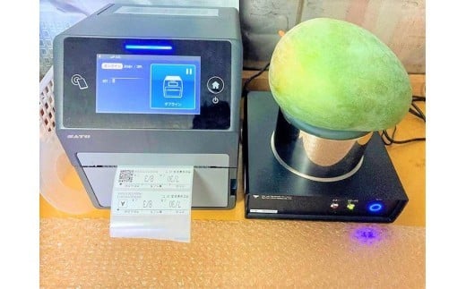 《先行予約 2026年発送》『天使のマンゴー』宮古島産キーツマンゴー  1.6kg （2玉）【ご贈答用】「LA MANGUE BLEUE」農家直送（GZ004）