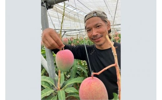 【2026年先行予約】【檬果家】【定期便】マンゴー好き必見！最強コンビ食べ比べ【アーウィン＆夏小紅】（HZ002）