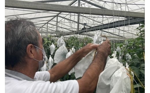 【先行受付】＜2026年発送＞いらぶ島マンゴー園　宮古島産“完熟アーウィンマンゴー”《贈答用》1kg（HR03）