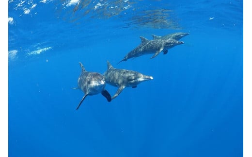 宮古島でダイビング！ファンダイビングご利用券（30,000円分）