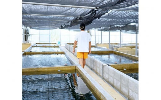 【2026年発送】宮古島朝採れ海ぶどう（5パック）｜新鮮直送 プチプチ食感 沖縄土産（FL003）