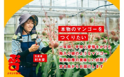 【ぷすぷす農園】＜2026年発送先行予約＞宮古島産完熟マンゴー1玉入り×2個セット（農園直送）（KY005）
