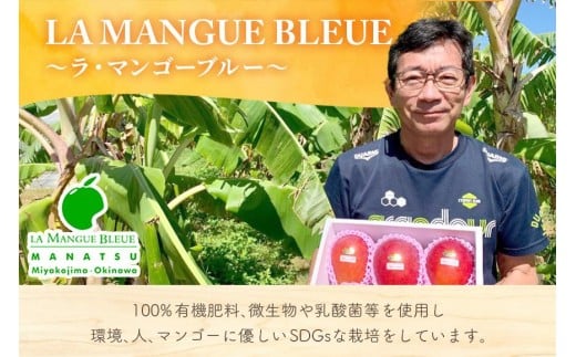 《先行予約2026年発送》『天使のマンゴー』宮古島産アーウィンマンゴー 2kg（4〜6玉）【ご贈答用】「LA MANGUE BLEUE」農家直送（GZ006）