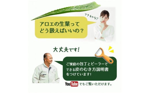 アロエベラ 食用 大きな生葉（10枚～12枚） 沖縄・宮古島産｜有機JAS