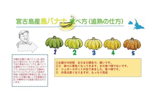 JH023　宮古島 旬の南国フルーツ 定期便【(株)フラモン】