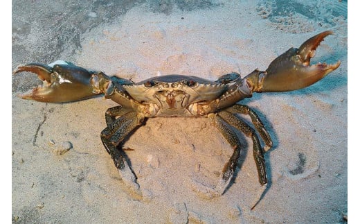 蟹蔵のマングローブ蟹