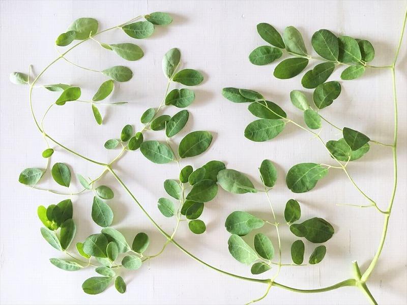 沖縄県宮古島産｜無農薬 モリンガパウダー 5袋（150g入り）