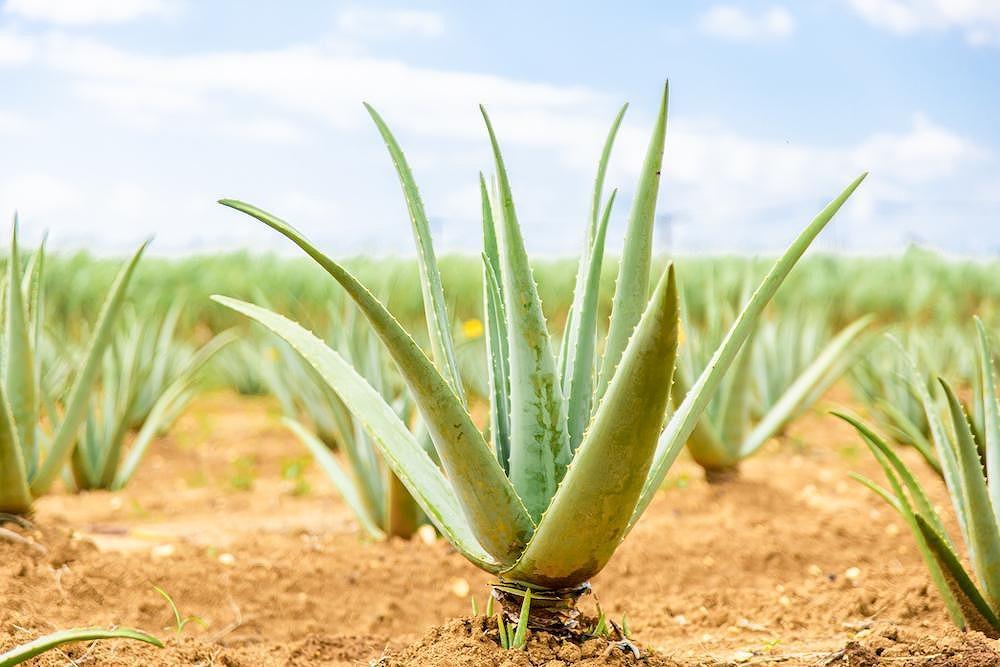 沖縄・宮古島産 アロエベラジュース［レモン風味］720ml×1本