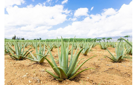 沖縄・宮古島産 アロエベラジュース3種3本セット