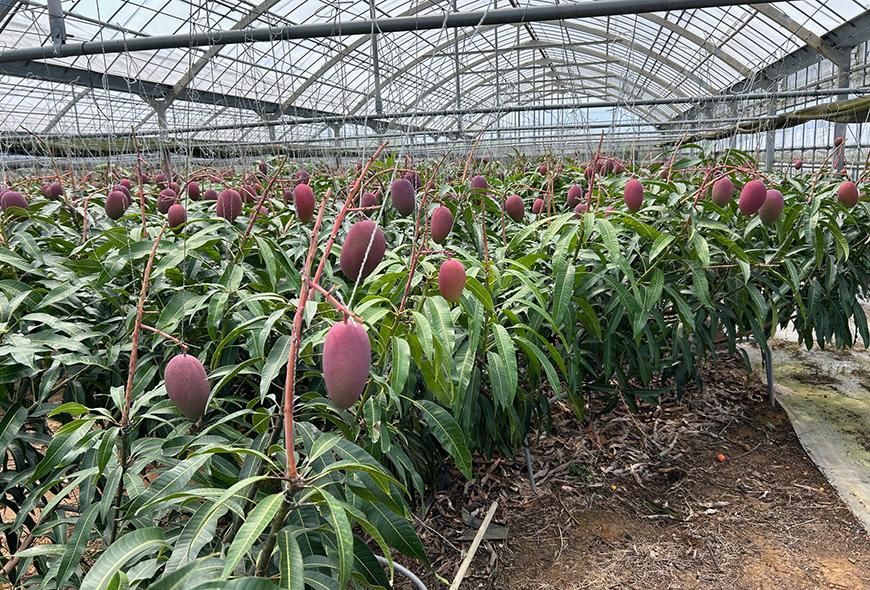 【家庭用】宮古島産マンゴー2kg ＜リトルグローブ＞（LT004）