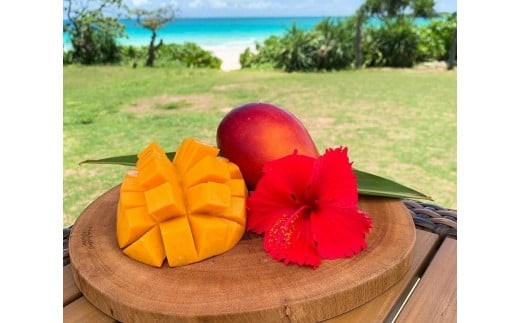 《先行予約》2026年発送【ブルータートルファーム】宮古島完熟マンゴー 【贈答】 (２kg)（DC008）