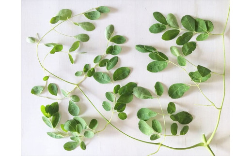 沖縄 宮古島産｜無農薬 モリンガパウダー 1袋（30g入り）