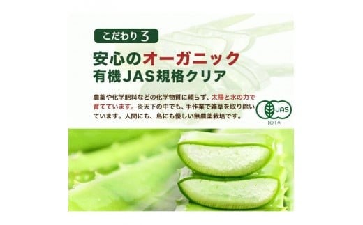アロエベラ 苗 2株 沖縄・宮古島産｜有機JAS 観葉植物