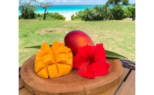 《先行予約》2026年発送【ブルータートルファーム】宮古島完熟マンゴー 【贈答】 (２kg)（DC008）