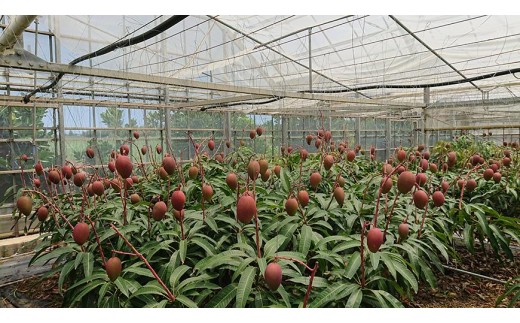 ＜2026年夏発送＞【家庭用】激うま！宮古島産アップルマンゴー1kg(2～3玉)ふれあいフルーツ宮古島【家庭用】激うま！宮古島産アップルマンゴー1kg(2～3玉)ふれあいフルーツ宮古島(FA01)