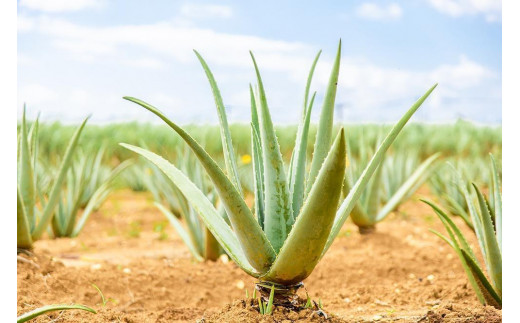 沖縄・宮古島産 アロエベラジュース［レモン風味］720ml×1本