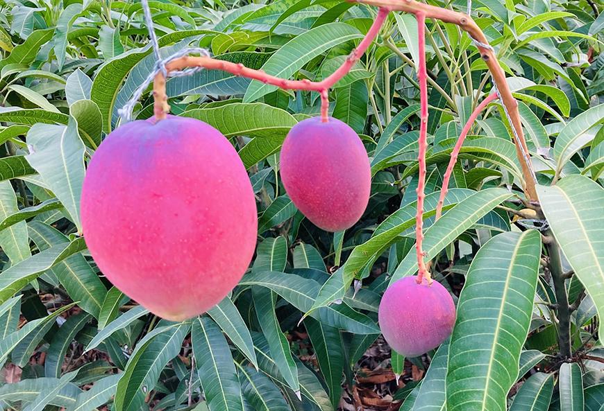 【贈答用】宮古島産マンゴー2kg ＜リトルグローブ＞（LT002）