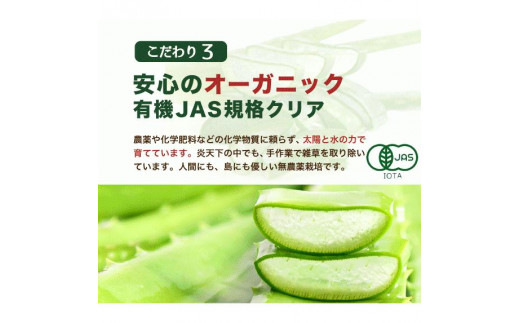 アロエベラ 苗 10株 沖縄・宮古島産｜有機JAS 観葉植物