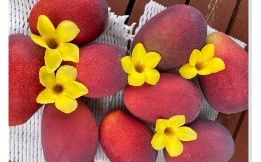 【2026年先行予約】【檬果家】【定期便】マンゴー好き必見！最強コンビ食べ比べ【アーウィン＆夏小紅】（HZ002）