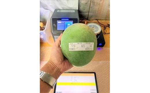 《先行予約 2026年発送》『天使のマンゴー』宮古島産キーツマンゴー  1.6kg （2玉）【ご贈答用】「LA MANGUE BLEUE」農家直送（GZ004）