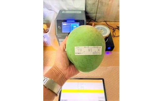 《先行予約 2026年発送》 『天使のマンゴー』宮古島産キーツマンゴー 約800g（1玉）ご贈答用「LA MANGUE BLEUE」農家直送（GZ005）