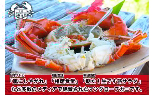 蟹蔵のマングローブ蟹