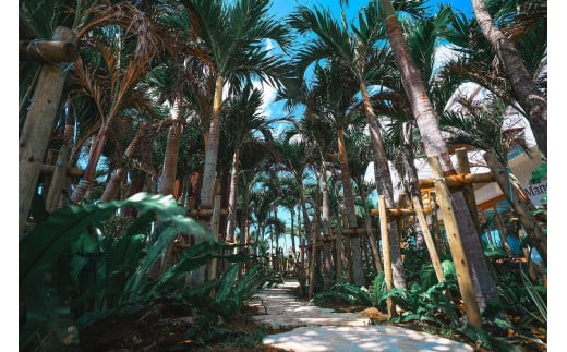 《先行予約》2026年発送【ブルータートルファーム】宮古島完熟マンゴー 【贈答】（１kg）(DC007)