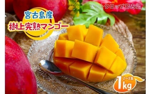 ＜2026年夏発送＞ 宮古島産樹上完熟マンゴー1kg（2～3玉）グットクロップ宮古島（SG001）