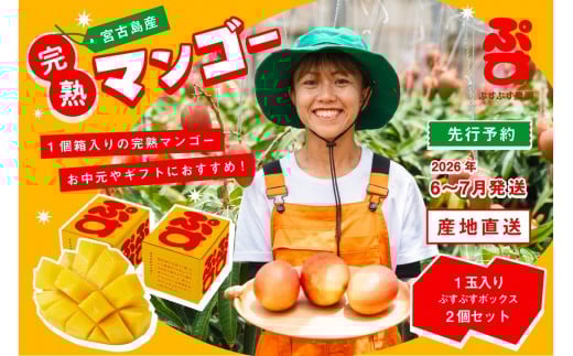 【ぷすぷす農園】＜2026年発送先行予約＞宮古島産完熟マンゴー1玉入り×2個セット（農園直送）（KY005）