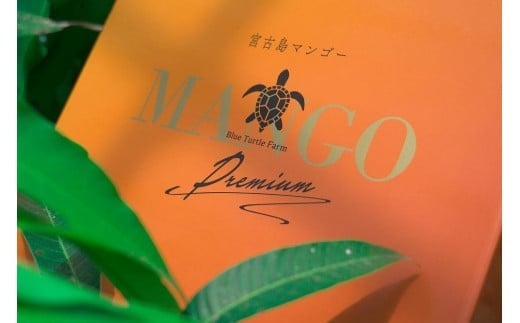 《先行予約》2026年発送【ブルータートルファーム】宮古島完熟マンゴー 【贈答】 (２kg)（DC008）