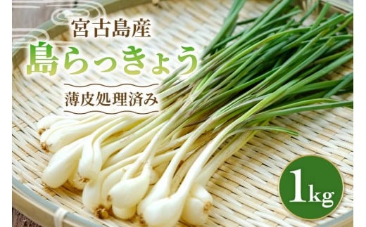 宮古島産　島らっきょう1kg（薄皮処理済み）　パニパニファーム（PN05）