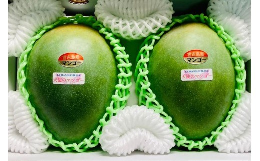 《先行予約 2026年発送》『天使のマンゴー』宮古島産キーツマンゴー  1.6kg （2玉）【ご贈答用】「LA MANGUE BLEUE」農家直送（GZ004）