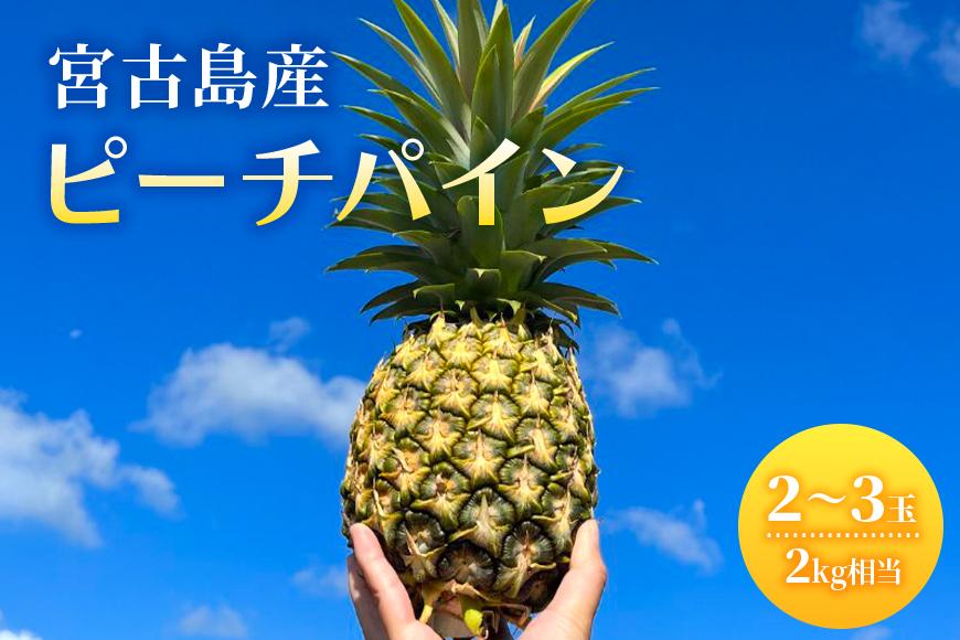 《先行予約2026年発送》宮古島産ピーチパイン２～３玉（２kg相当）【KONAパイン】｜無農薬 ピーチパイン フルーツ パイナップル パインアップル 果物 人気 おすすめ 宮古島 沖縄 送料無料(HL001)
