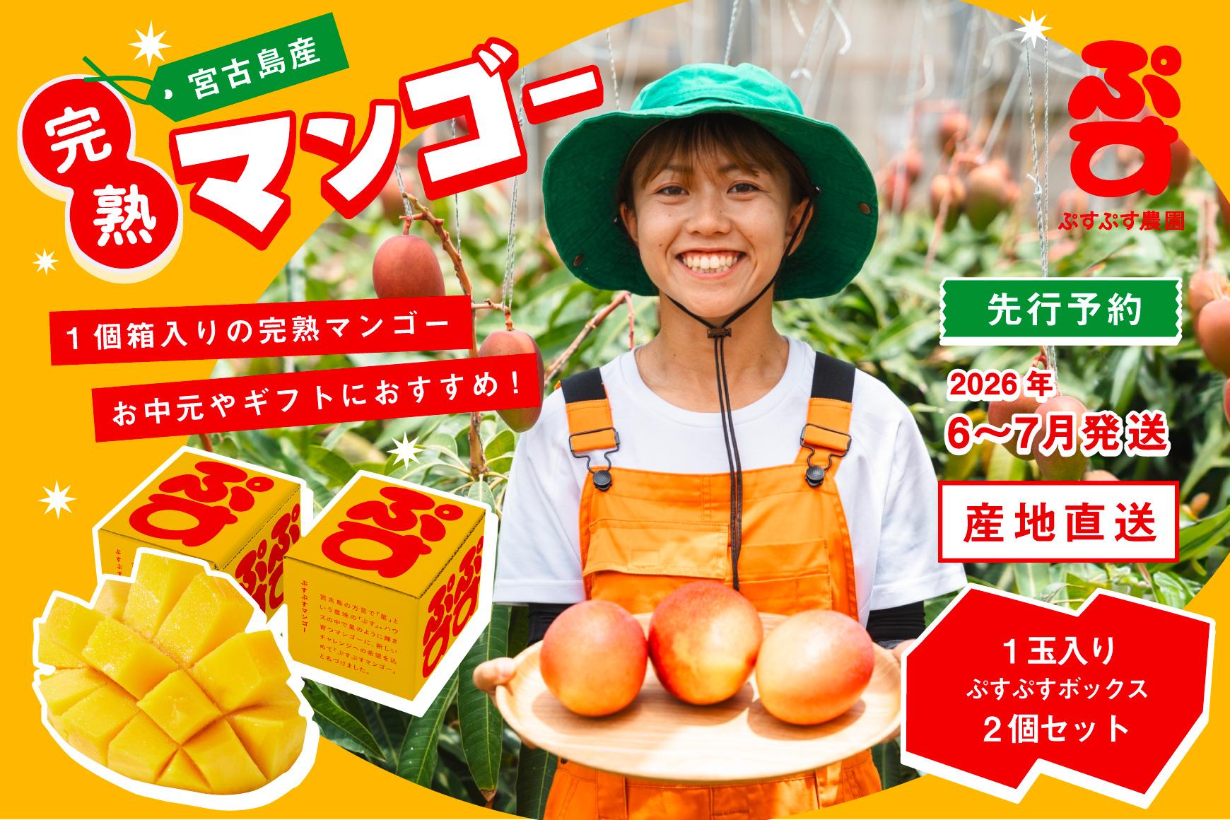【ぷすぷす農園】＜2026年発送先行予約＞宮古島産完熟マンゴー1玉入り×2個セット（農園直送）（KY005）