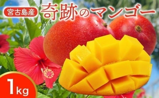 CZ009 《先行予約2026年発送》 【宮縁果樹園】 宮古島産 奇跡のマンゴー　1kg　優品