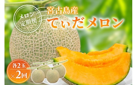 【メロン定期便】宮古島産てぃだメロン 2玉《2025年冬・2026年春発送》＜8farm＞（JC002）