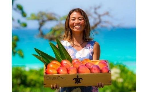 《先行予約》2026年発送【ブルータートルファーム】宮古島完熟マンゴー 【贈答】（１kg）(DC007)