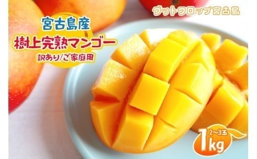＜2026年夏発送＞ 宮古島産樹上完熟マンゴー（訳あり/ご家庭用）1kg（2～3玉）グットクロップ宮古島（SG004）