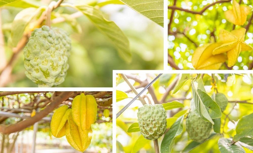 【2026年2月発送　※北海道は3月上旬発送】宮古島産　南国フルーツセット（アテモヤ2個、スターフルーツ1個）CV08