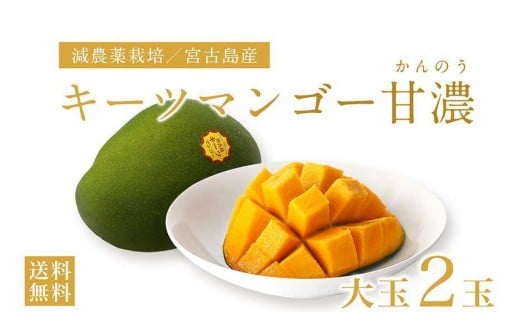 《先行予約》沖縄県宮古島産 減農薬栽培 キーツマンゴー甘濃（かんのう）2玉【琉球マルシェ】