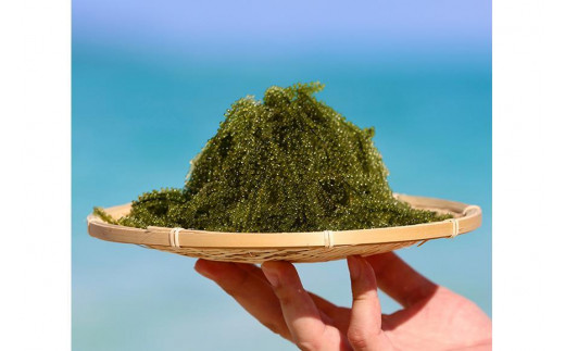 【2026年発送】宮古島朝採れ海ぶどう（5パック）｜新鮮直送 プチプチ食感 沖縄土産（FL003）