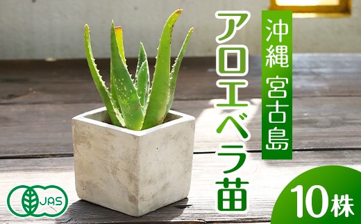 アロエベラ 苗 10株 沖縄・宮古島産｜有機JAS 観葉植物