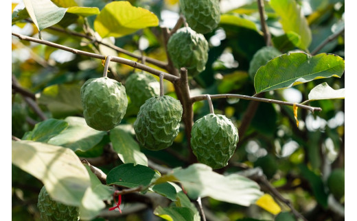 【2026年1月上旬　※北海道は3月上旬発送】宮古島産アテモヤ約2kg（4～12個入り） CV13