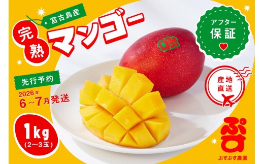 【ぷすぷす農園】＜2026年発送先行予約＞宮古島産完熟マンゴー(家庭用／1キロ／農園直送)（KY001）