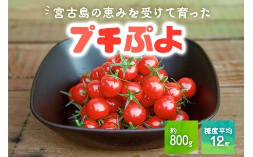 宮古島産 トマト 【プチぷよ】 約800g　糖度平均12度（PN02）