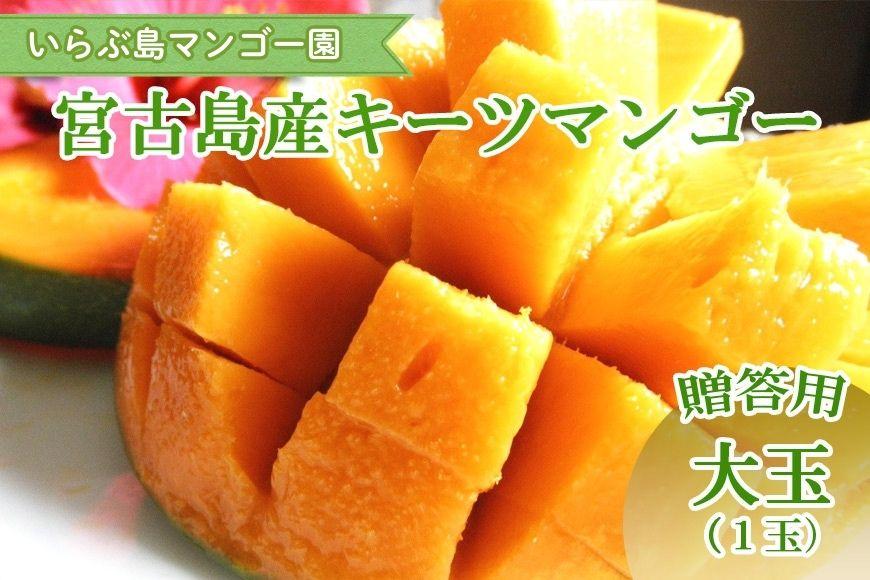 【先行受付】＜2026年発送＞いらぶ島マンゴー園　宮古島産 “キーツマンゴー”《贈答用》大玉1玉（HR06）