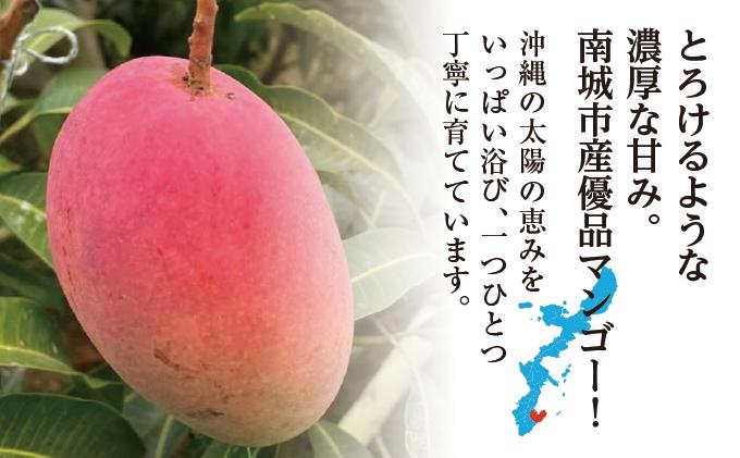 【2026年発送】＜優品＞完熟アップルマンゴー約800g（化粧箱）2玉～3玉 約800g（化粧箱）2玉～3玉